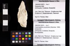 Foto (Objket + Etiketten) von Cracensigillatus acutirostris (Moericke, 1889) 